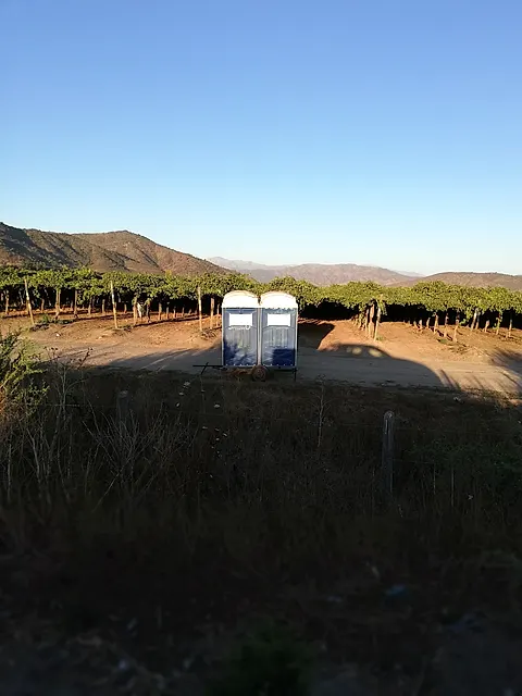 Quimalva en terreno: Vendimia